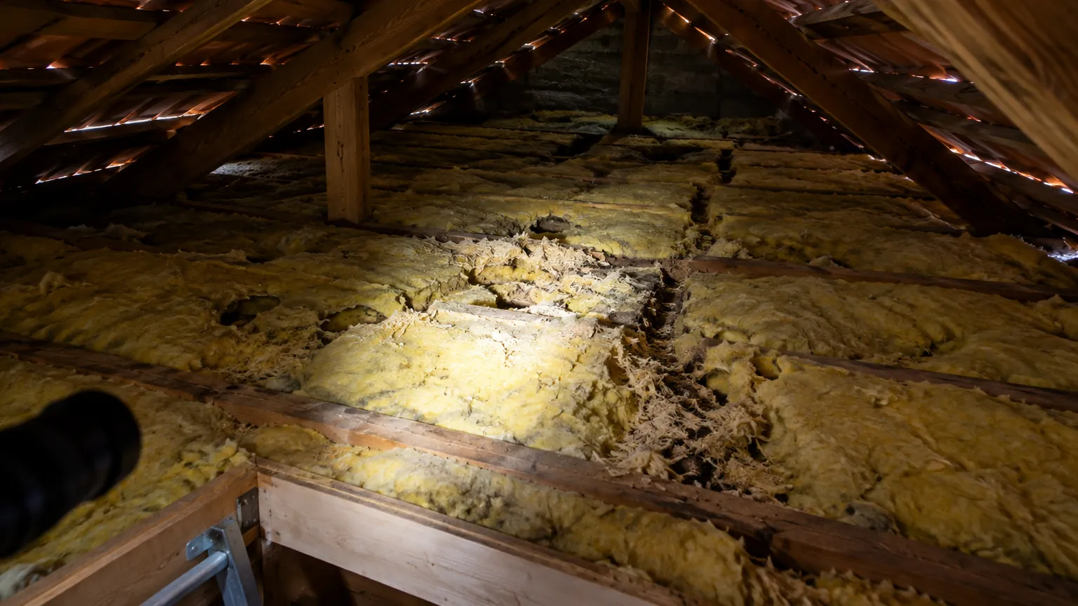 Combles isolés avec laine minérale tassée et traces de passage de rongeurs le long d’une poutre